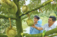 Hợp tác xã nông nghiệp ở TP Cần Thơ ngày càng lớn mạnh