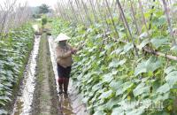 Tham gia thương mại điện tử, hợp tác xã tạo thêm nhiều việc làm cho lao động địa phương