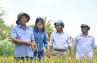 Từ sản xuất nhỏ lẻ đến chuỗi giá trị: Dấu ấn của HTX Thanh Sơn trong phát triển lúa gạo an toàn