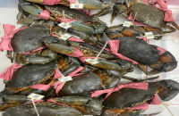 Liên kết chuỗi giá trị trong sản xuất và tiêu thụ sản phẩm tỉnh Cà Mau năm 2025