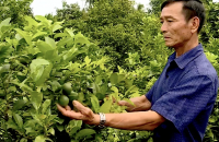 Nỗ lực đưa chanh Cao Lãnh xuất khẩu