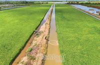 “Vị ngọt” tôm - lúa hữu cơ