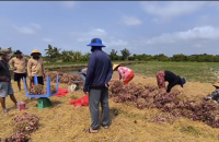 HTX Lộc Tím Farm – Hướng đi bền vững cho nông nghiệp hữu cơ