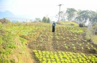 Liên kết trồng rau an toàn ở Pù Luông