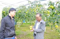 Hiệu quả từ trồng táo lê Đài Loan