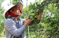 Nông dân TP.HCM thu 500 triệu đồng mỗi năm nhờ liên kết hợp tác xã phát triển nông nghiệp công nghệ cao