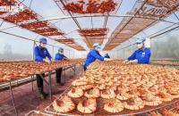 Tôm sú khô nguyên vỏ Cà Mau 'cháy hàng' dịp tết, giá 1,5 triệu/kg vẫn hút khách