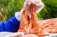 ĐỘC ĐÁO TÔM KHÔ ‘SÚ KHỔNG LỒ’ CÀ MAU