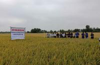 TỈNH CÀ MAU TIẾP TỤC ÁP DỤNG CHÍNH SÁCH HỖ TRỢ LIÊN KẾT SẢN XUẤT VÀ TIÊU THỤ SẢN PHẨM NÔNG NGHIỆP