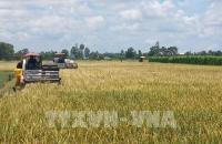 Tăng vai trò hợp tác xã trong liên kết bao tiêu lúa gạo