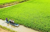 Hợp tác xã dịch vụ nông nghiệp Kinh Dớn: phát triển Hợp tác xã kiểu mới gắn với chuỗi giá trị tại tỉnh Cà Mau