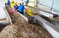 Chuyển đổi kép “xanh, số”: Con đường phát triển bền vững - Bài 2: Vòng tuần hoàn mới của con tôm, cây lúa