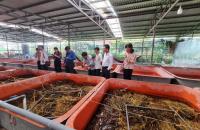 PHÁT HUY VAI TRÒ HỢP TÁC XÃ TRONG LIÊN KẾT SẢN XUẤT, THU MUA VÀ TIÊU THỤ SẢN PHẨM LƯƠN