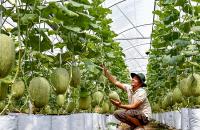 TỪ CHUYỂN ĐỔI SỐ ĐẾN SỞ HỮU TRÍ TUỆ GIÚP HTX Ở CÀ MAU ‘LÀM ĐÂU TRÚNG ĐÓ’