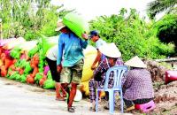“Hạt gạo xanh” Cà Mau