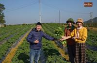 Tham quan Hợp tác xã Nông Xanh – mô hình trồng rau tuần hoàn