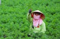 Định vị vị thế HTX Việt Nam: Từ ‘nội lực’ đến tầm vóc khu vực