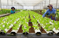 Đến hết năm 2025, cả nước có hơn 35 nghìn hợp tác xã