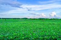 Khởi nghiệp từ sen: Hướng đi mới của HTX nông nghiệp Xứ Đoài