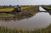 Mô hình tôm – lúa ở ĐBSCL: Triển vọng nhiều, thách thức lắm!