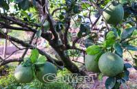 RỘN RÀNG MÙA BƯỞI TẾT Ở KHÁNH HƯNG