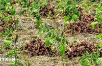 Cà Mau: Hành tím đang bước vào vụ thu hoạch phục vụ thị trường Tết Nguyên đán