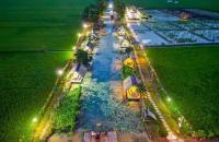 HTX nông nghiệp sinh thái Green Farm triển khai Mô hình sản xuất lúa ST25 ứng dụng công nghệ cao năm 2025