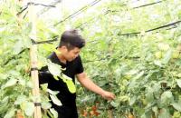 HTX khai thác lợi thế vùng, ứng dụng công nghệ cao để cạnh tranh