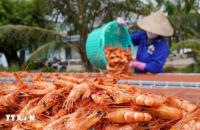 Làng nghề ven biển Cà Mau nhộn nhịp vào mùa Tết