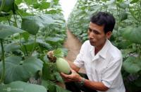 KHUYẾN KHÍCH KINH TẾ TẬP THỂ SẢN XUẤT THEO CHUỖI, QUY MÔ LỚN