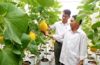 Hợp tác xã công nghệ cao - đòn bẩy nâng tầm nông nghiệp Nghệ An