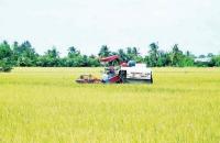 Bảo vệ thành quả sản xuất trên những cánh đồng Cà Mau