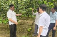 Lan tỏa giá trị từ sự đồng hành: Trái ngọt Khánh Hưng gặt hái mùa vàng bền vững