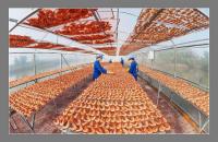 Tôm sú khô Đầm Dơi – Hướng đi mới nâng giá trị thủy sản địa phương