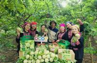 Tạo động lực mới cho kinh tế tập thể trong giai đoạn tới