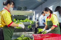 Trồng rau ở Cà Mau theo cách này, nhổ rau lên làm sạch là đưa thẳng vô siêu thị