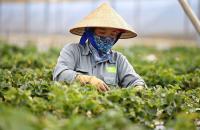 QUỸ TÍCH LŨY NỘI BỘ: 'PHAO CỨU SINH' TỰ THÂN CỦA HTX