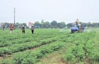 Cú hích số hóa và sự “lột xác” của các hợp tác xã