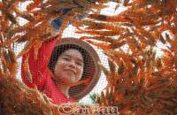 Rộn ràng làng nghề đón tết