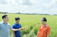 Bỏ sản xuất lúa nhỏ lẻ, nông dân miền Tây 'đổi đời' trên cánh đồng mẫu lớn