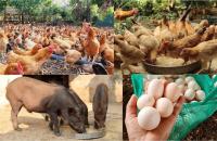 Hợp tác xã tăng cường ứng dụng chuyển đổi số giúp nông dân nâng cao thu nhập