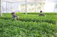 NĂM VAI TRÒ CỦA KINH TẾ TẬP THỂ, HỢP TÁC XÃ TRONG PHÁT TRIỂN KINH TẾ TUẦN HOÀN