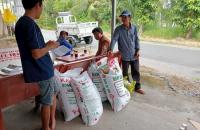 Hợp tác xã Vĩnh Cường, xã Vĩnh Mỹ, tỉnh Cà Mau: Liên kết sản xuất tiêu thụ nông sản với doanh nghiệp 