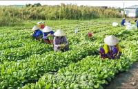 Ðưa rau sạch vào siêu thị