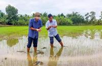 Nông dân hưởng ứng sản xuất lúa phát thải thấp