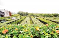 Nâng cao hiệu quả của các hợp tác xã kiểu mới