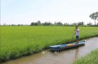 Cà Mau được mùa lúa trên đất tôm