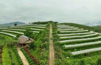 Phát triển hợp tác xã, liên hiệp hợp tác xã góp phần xây dựng nông thôn mới