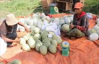 Tháo “nút thắt” để Hợp tác xã vùng đồng bào dân tộc thiểu số bức phá