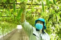 Công nghệ mở lối cho hợp tác xã và nông dân đổi mới sáng tạo